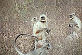 Panna National Park, Chattarpur, Madhya Pradesh